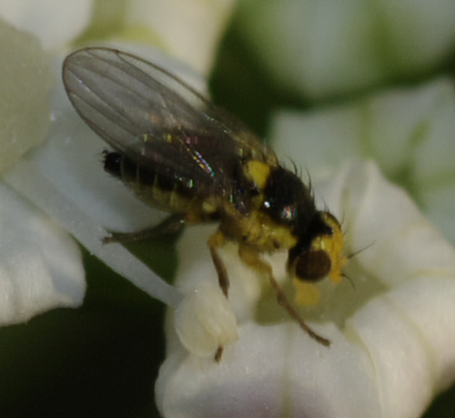 Agromyzidae: Lyriomyza sp.